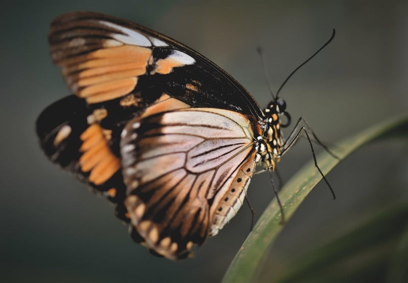 Butterfly Effect Theory